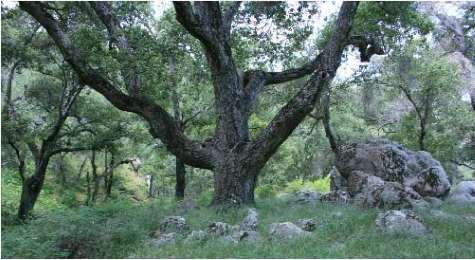 Beautiful century old oak